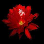 islamweb.net Dahlawi