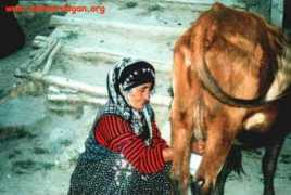 babaerdogan.org Dakile