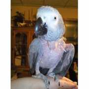 birdchannel.com Dakotah