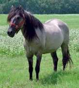 sunflowerranch.com Dakotah