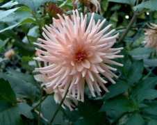 cbemol.be Dalhia