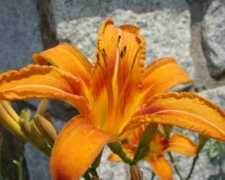 mariannedyson.com Daliany