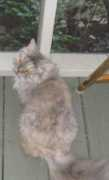 highlandkatz.biz Dalind
