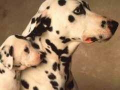 myfreewallpapers.net Dalmatian
