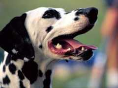 myfreewallpapers.net Dalmatian