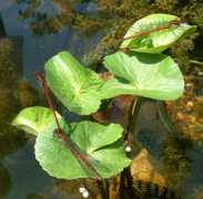 wildchicken.com Damselfly