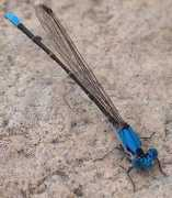 freepages.misc.rootsweb.ancestry.com Damselfly