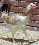 feathersite.com Dandah