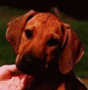 kushinda-ridgebacks.org Danikah