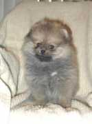 toydogsites.com Dannygirl