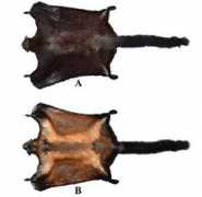 g1.globo.com Daosavanh