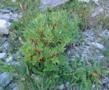 compagniadelgiardinaggio.it Daphe