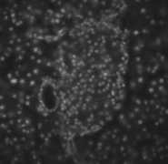 Dapi