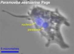 Dapi