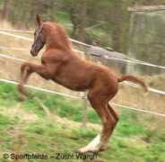sportpferde-zucht-wargh.de Dariella