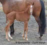 sportpferde-zucht-wargh.de Dariella