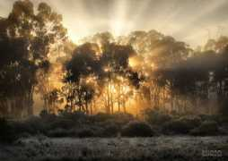 dphotojournal.com Darmenia