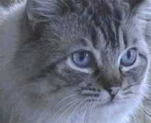 joymagicragdolls.com Dartagnan