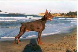 dobermann-review.com Dastin