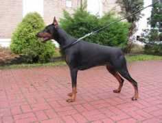 dobermann.pl Dasza