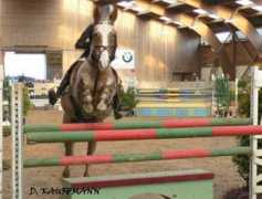 poneydesport.com Daubinet
