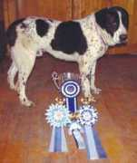 security-dog.org Davran