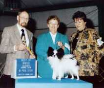 tallistoydogs.com Dawndee