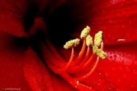 someday.flog.pl Dayit