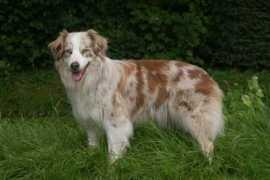 indian-outlaws.nl Dayita