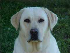 canaanlandlabradors.com Dazzled
