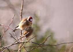 oiseaux.net Ddev