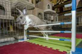 vancouverrabbitagilityclub.com Deao