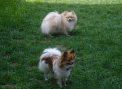 nancylouspartipoms.com Declark