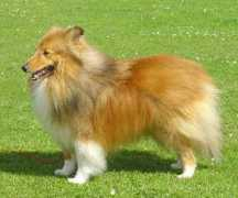 scottish-sheltie.org.uk Degallo