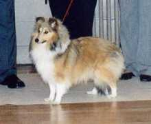 scottish-sheltie.org.uk Degallo
