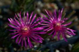 bkperennials.com Delst