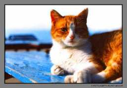 photoforum.ru Demchenko