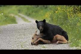 lanacion.com.ar Denaix