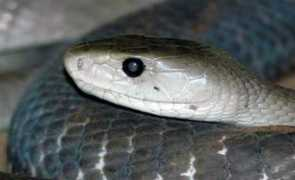 Dendroaspis
