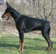 dobermann-review.com Deniver