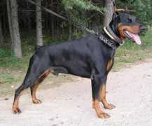 dobermann-review.com Deniver