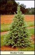 Deodar