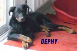 Dephy