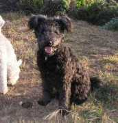 abiquadogs.com Derce