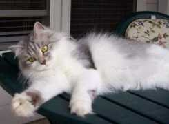 raresiberiancats.com Derica