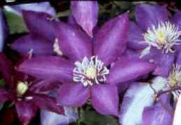 mariesgardenflowers.com Deronda