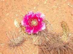 Desertrose