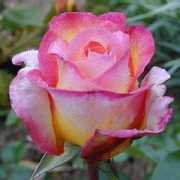 valed.free.fr Desmaret