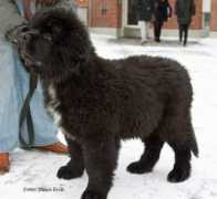 kennel-quartermill.com Desmomd