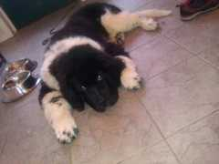 kennel-quartermill.com Desmomd